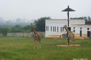 合肥野生動物園